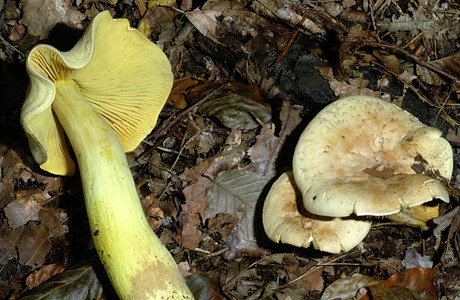 Schwefelritterling (Tricholoma sulphureum) - © Heinz Prelicz